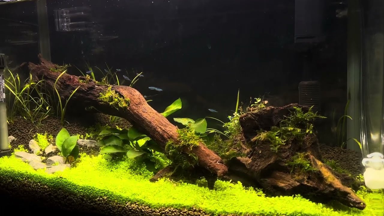 ベビーハイグロ