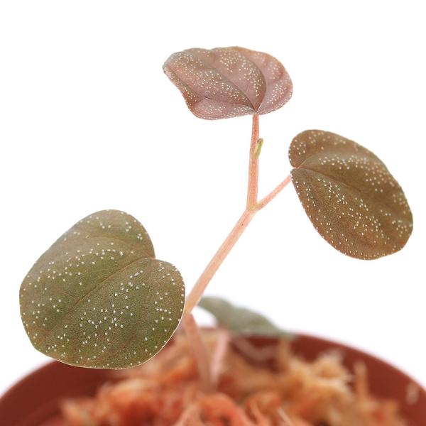ペペロミア アントニアナ