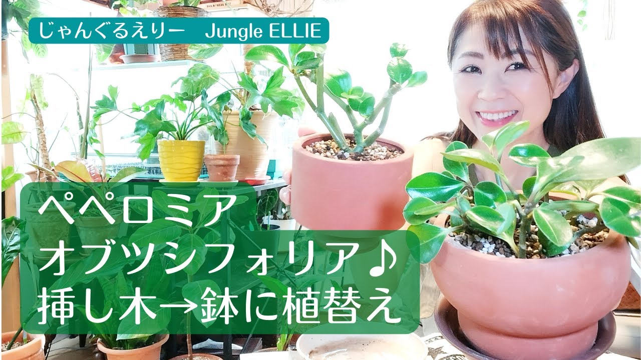 ペペロミア アントニアナ