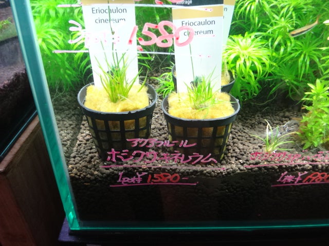 ホシクサ キネレウム