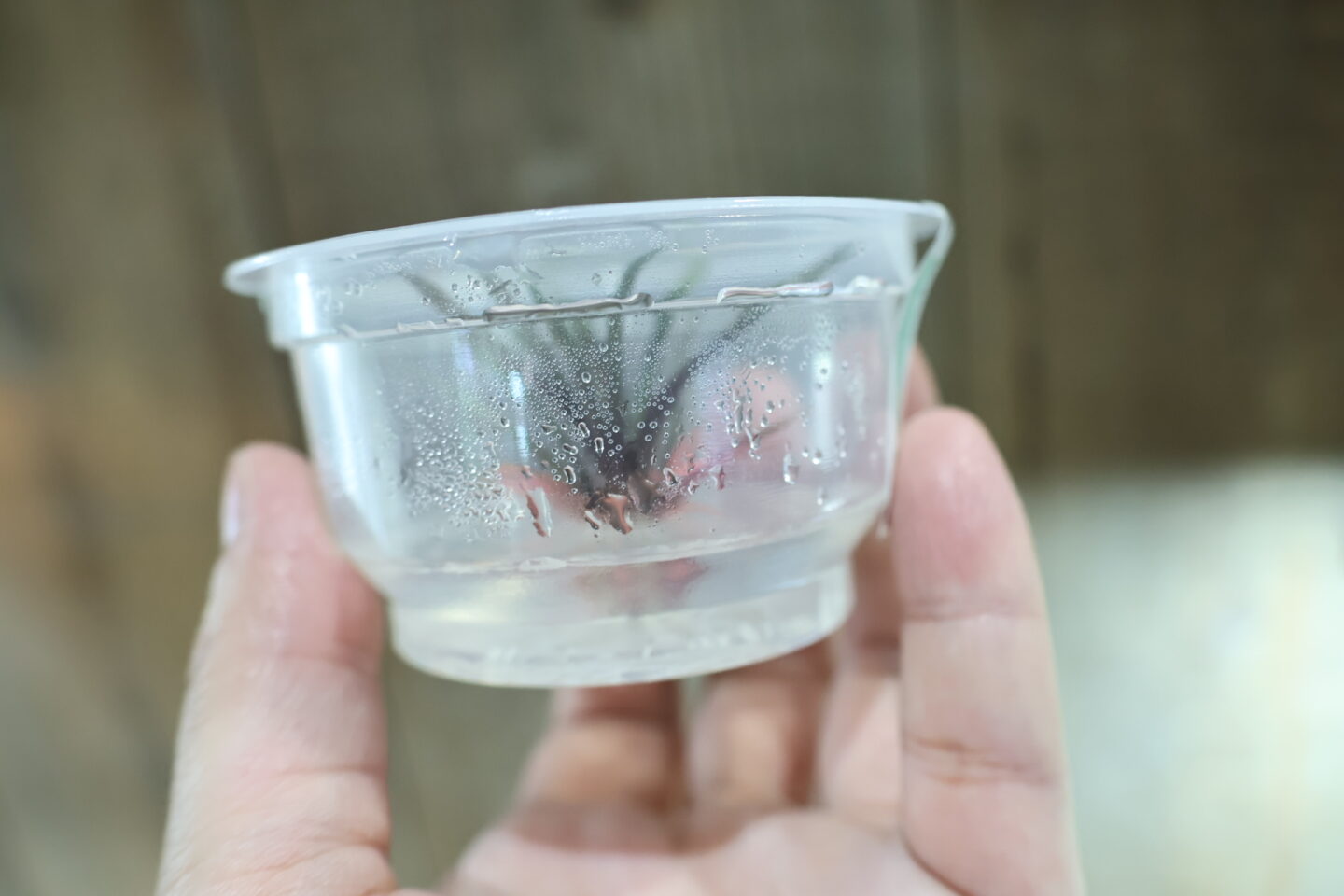 ホシクサ キングクリムゾン