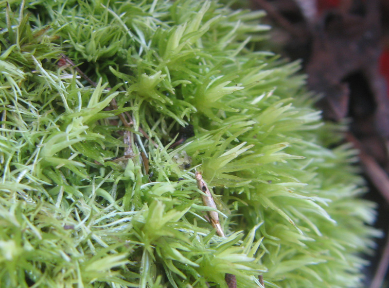 ホソバオキナゴケ