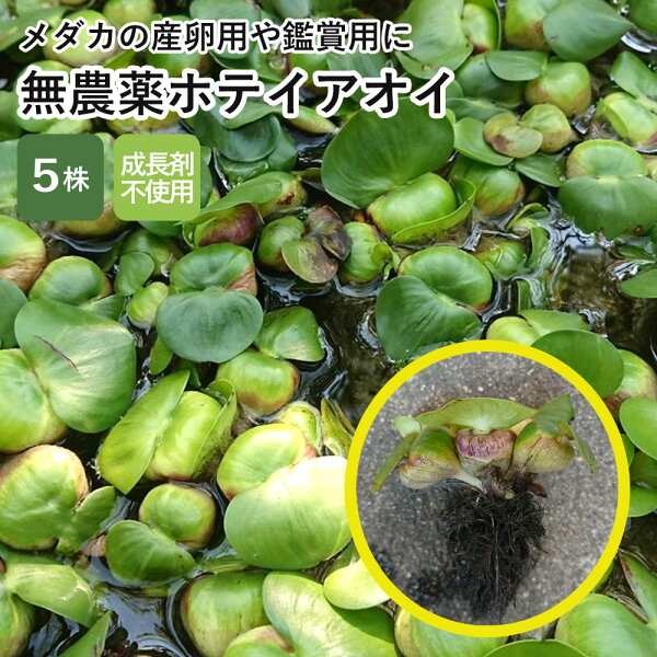ホテイアオイ