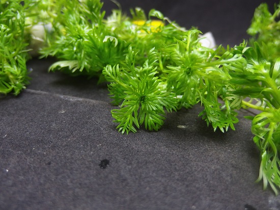 ホトニア パルストリス