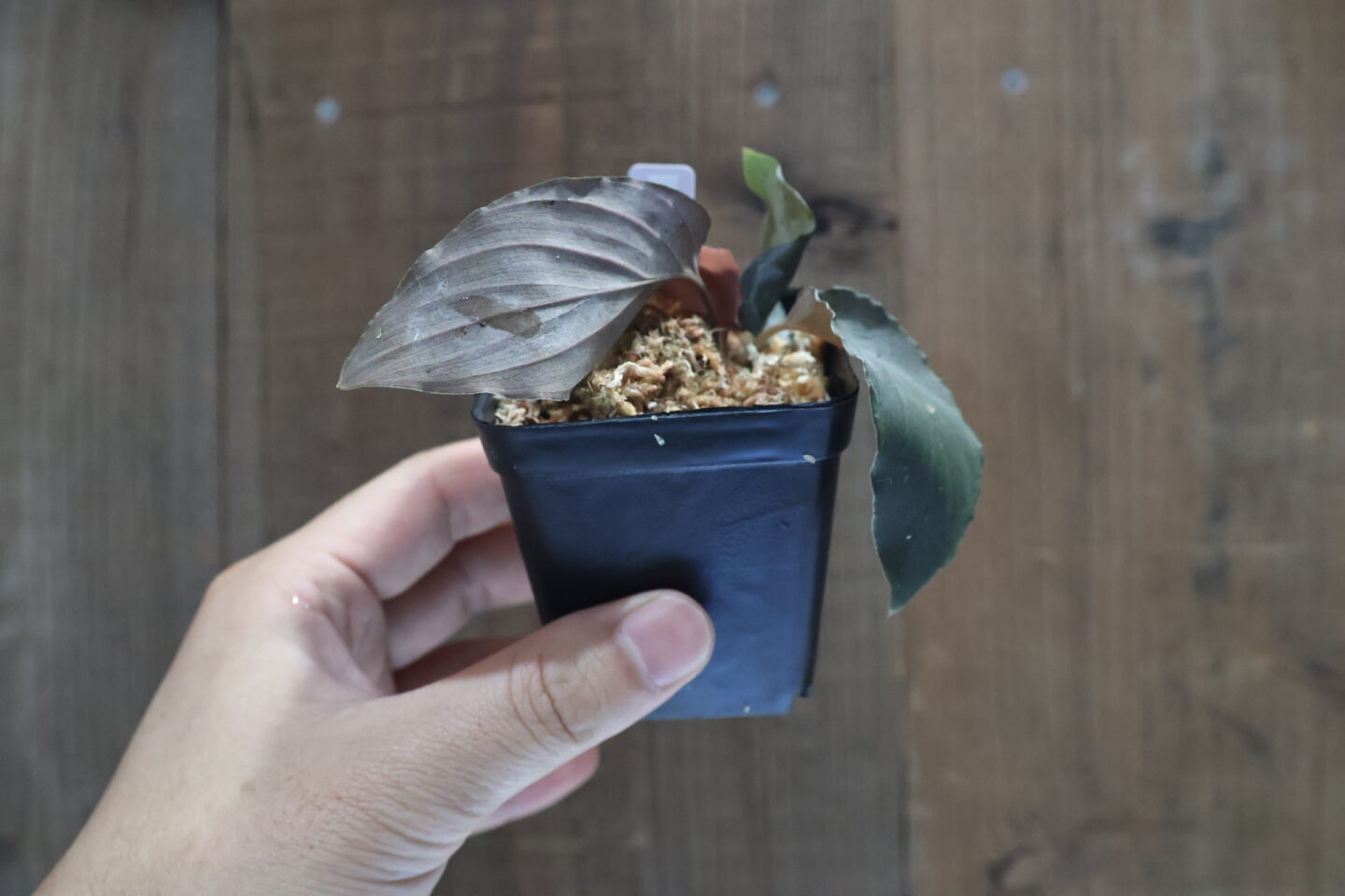 ホマロメナ フミリス グリーン スター