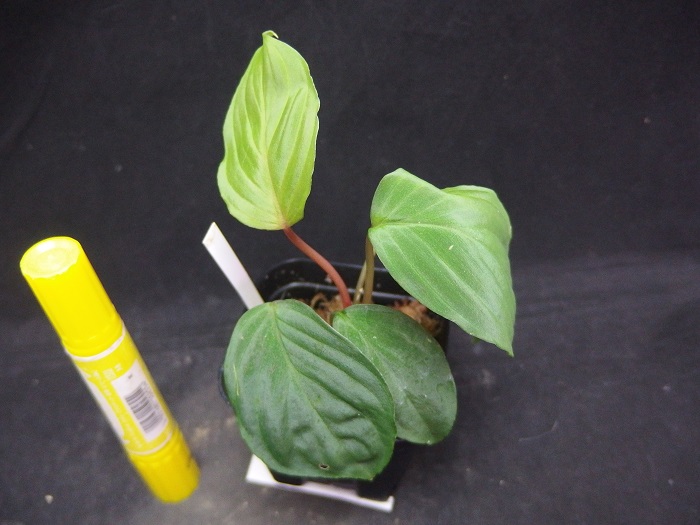 ホマロメナ フミリス グリーン ベルベット