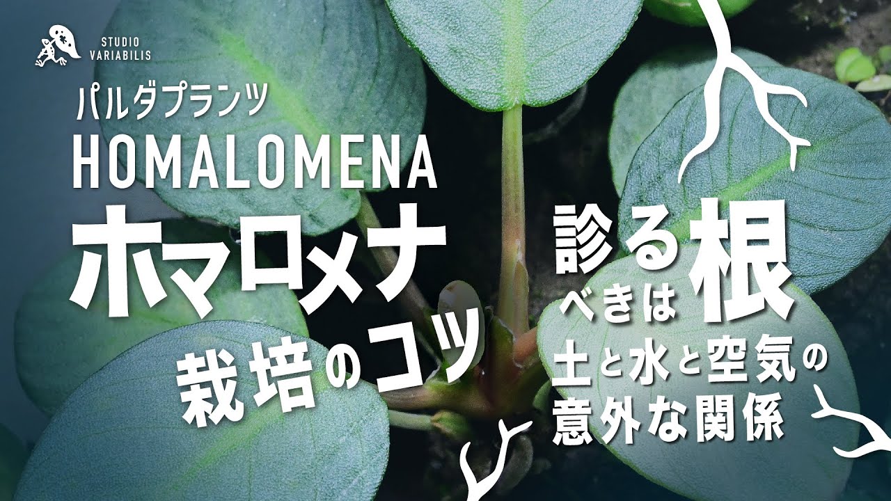 ホマロメナ リムノゲナ