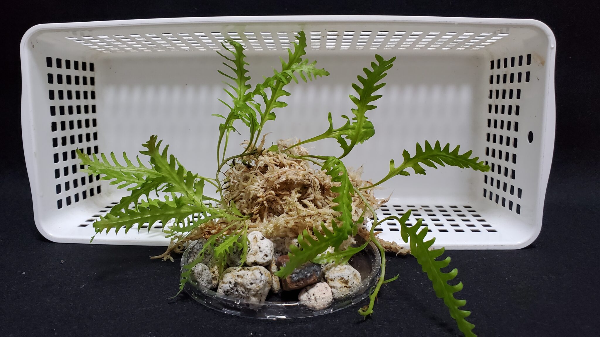 ホマロメナ sp. アチェ