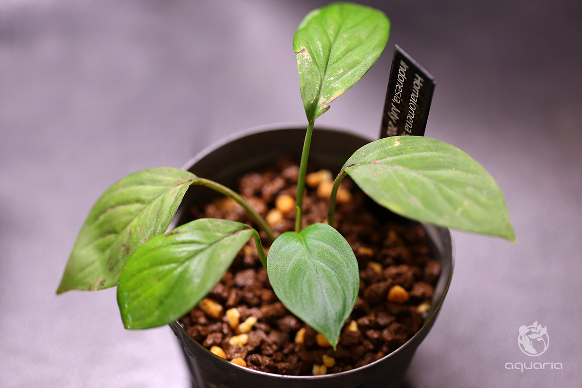 ホマロメナ sp. グリーン ナロー