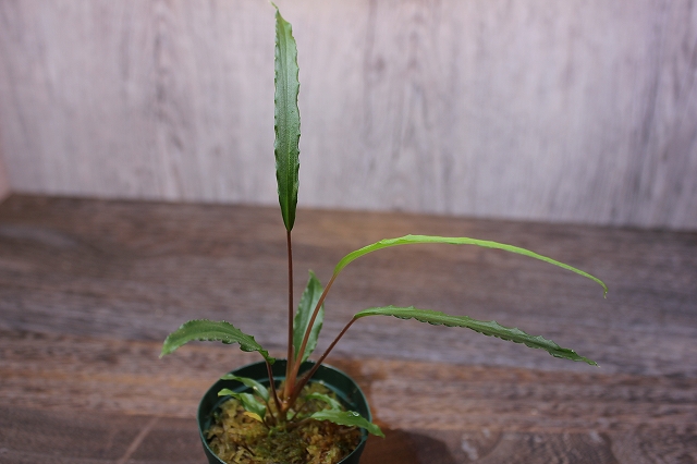 ホマロメナ sp. グリーン ランガット