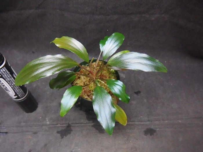 ホマロメナ sp. シャープマウンテン