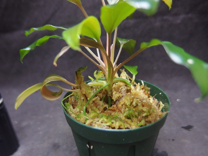 ホマロメナ sp. ナローリーフ