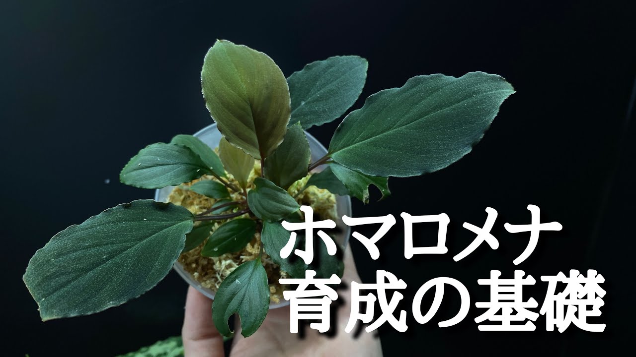 ホマロメナ sp. バリエガータ