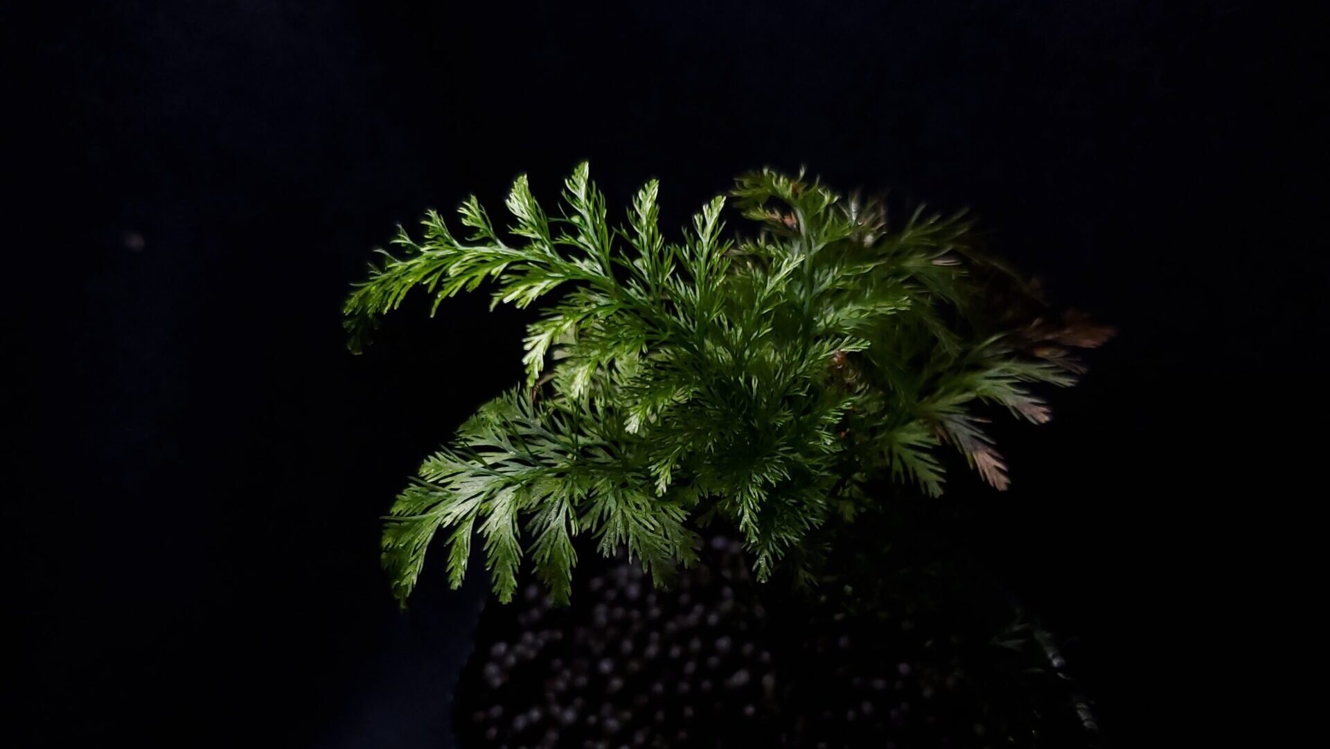 ホマロメナ sp. Mamasa オーバルグリーン