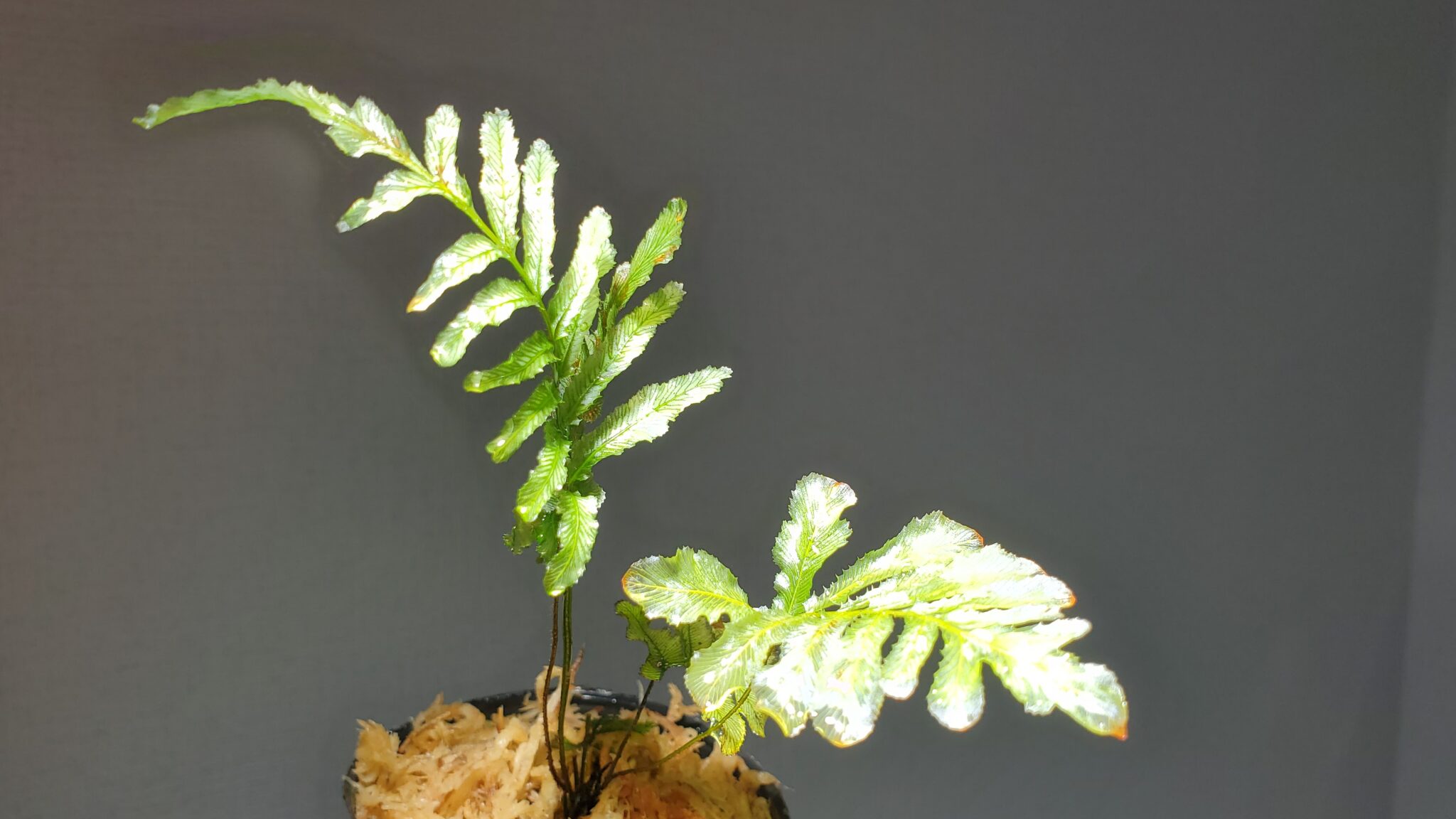 ホマロメナ sp. broad cuneat