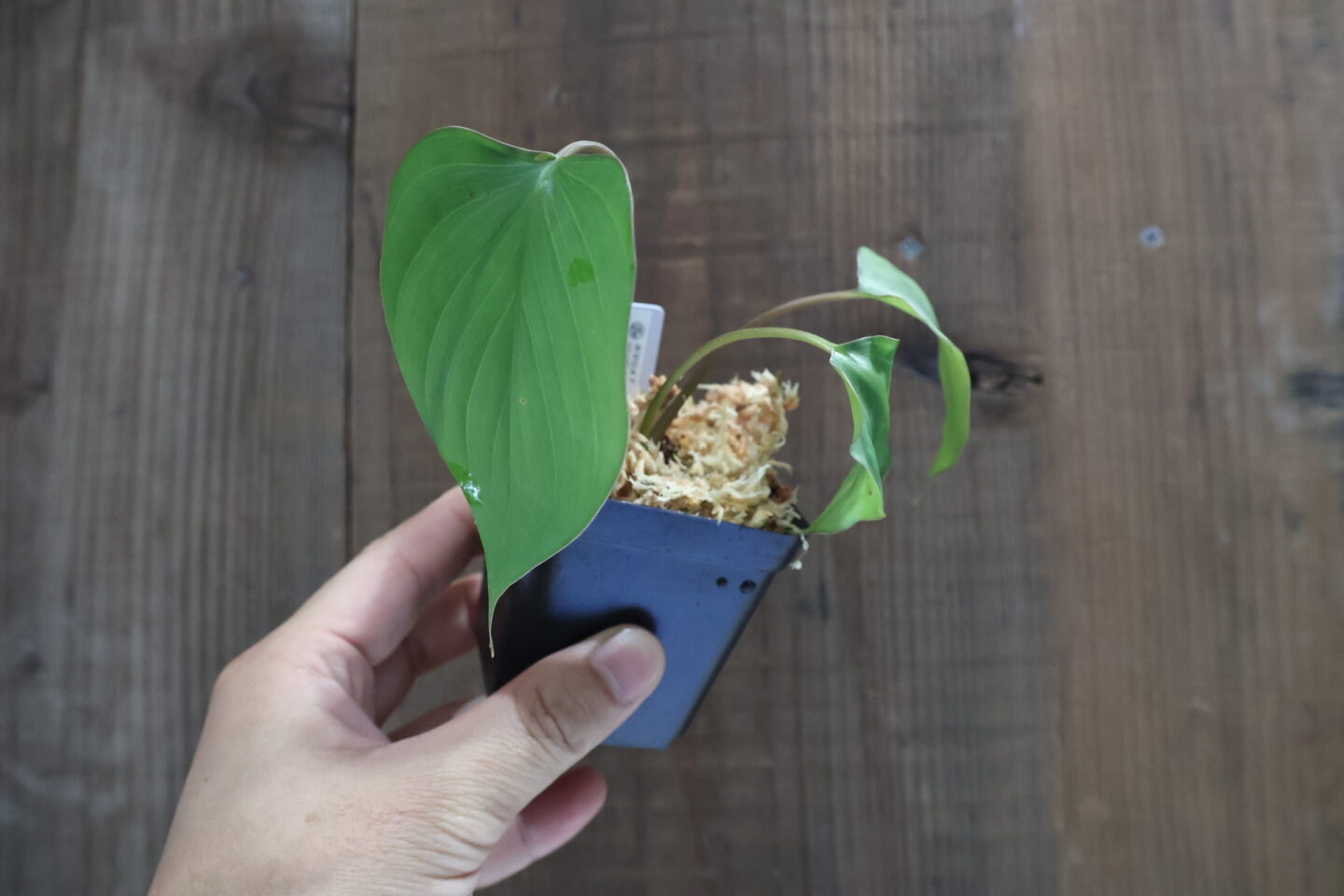 ホマロメナ striatieopetiolata