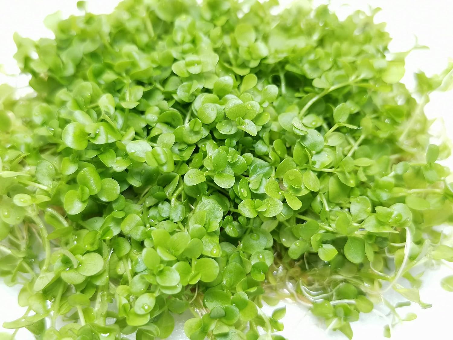 ホワイトニューラージパール