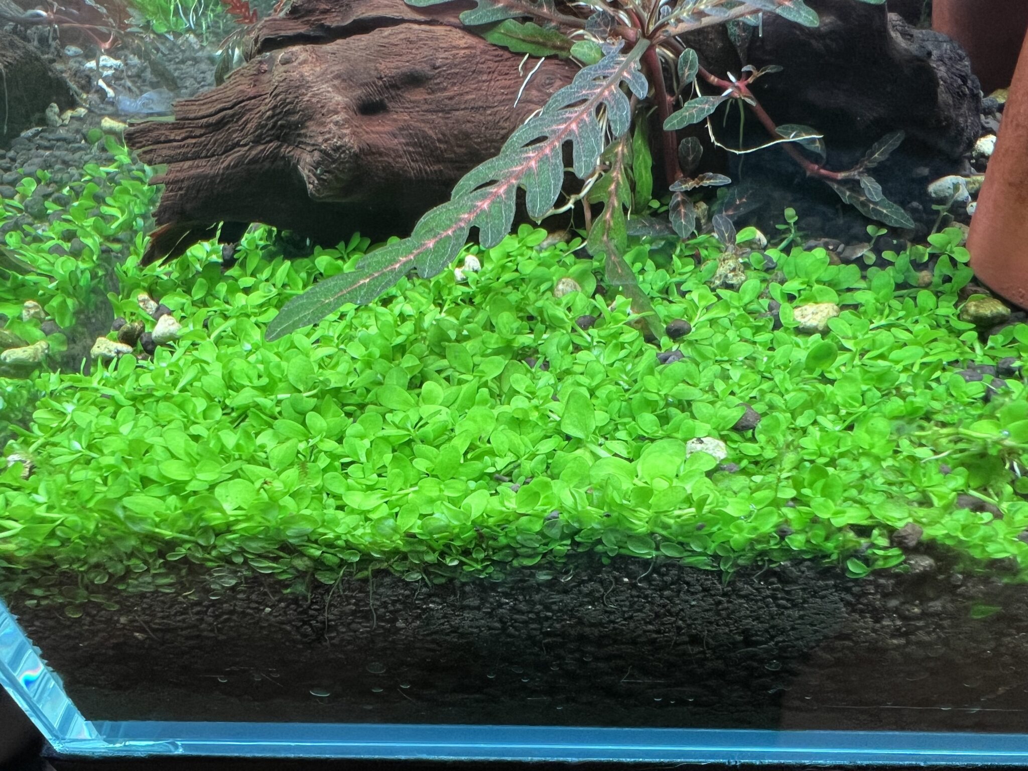 ホワイトパールグラス