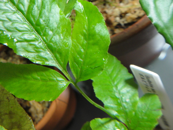 ボルビティス ヘテロクリータ ロングテール