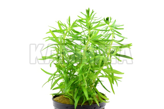 ポゴステモン エレクタス