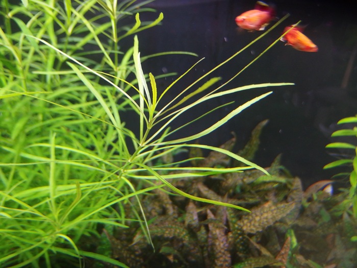 ポゴステモン クアドリフォリウス