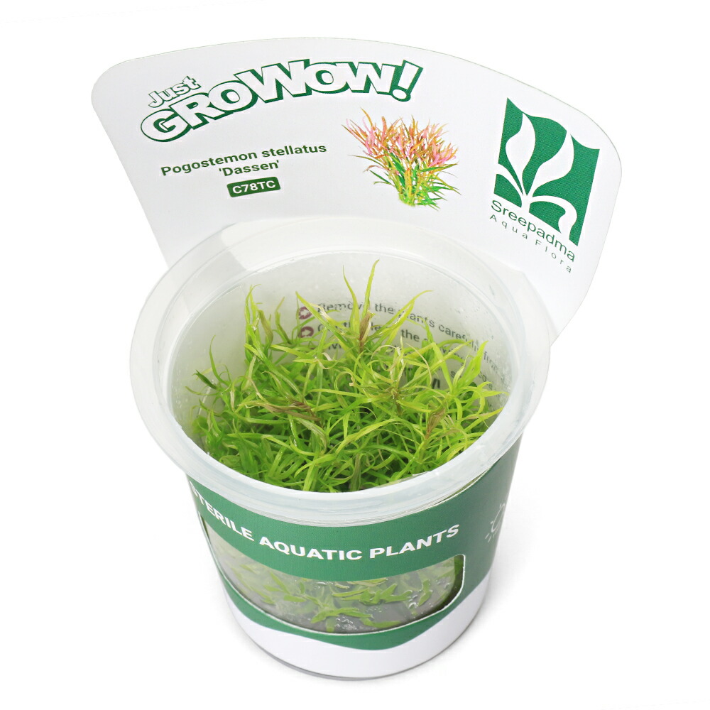 ポゴステモン ステラトゥス 'OCTOPUS'