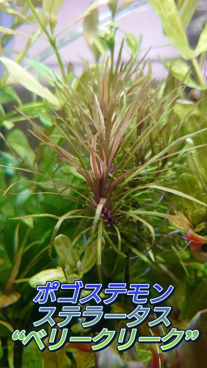 ポゴステモン ステラータ 'ダッセン'