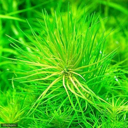 ポゴステモン デカネンシス