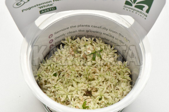 ポゴステモン ヘルフェリー マーブル