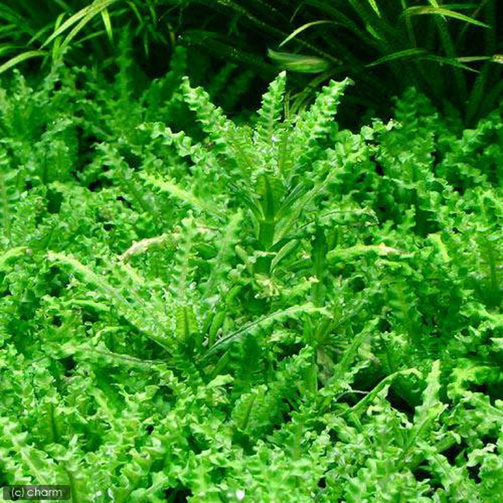 ポゴステモン ヘルフェリー