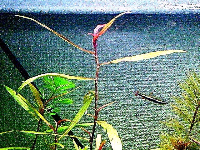 ポリゴヌム ペダンクレア