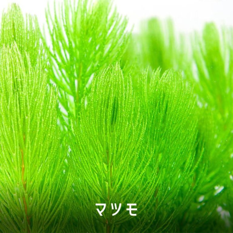 マツモ