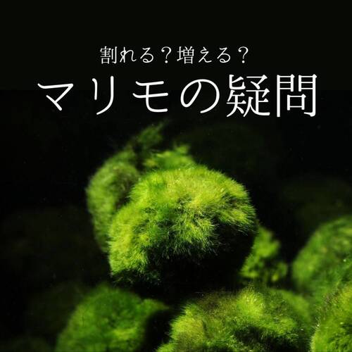 マリモ