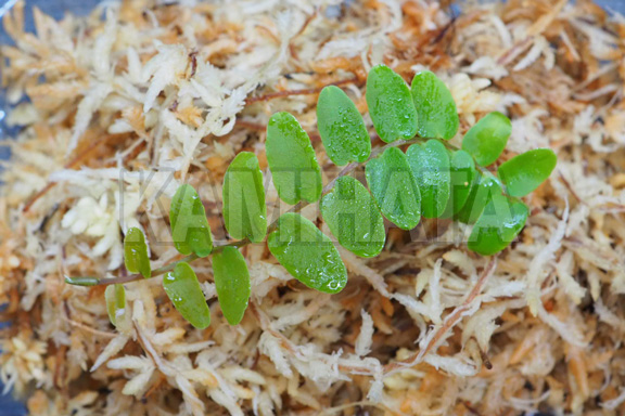 マルクグラヴィア ウンベラータ