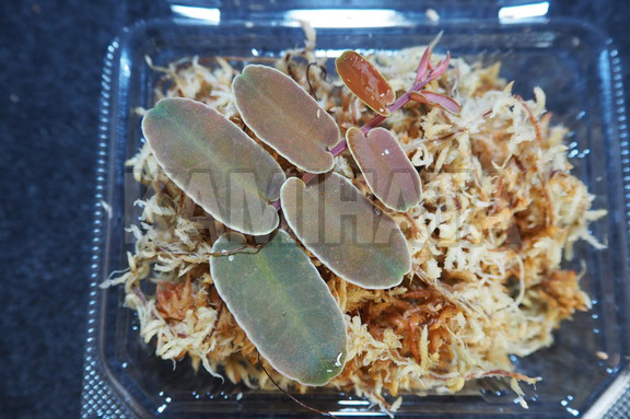 マルクグラヴィア シンテニシー