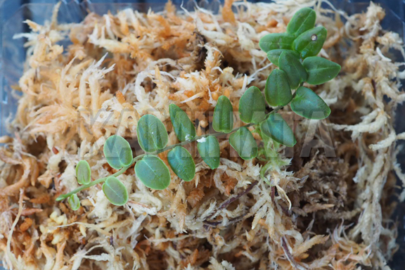 マルクグラヴィア レクティフローラ