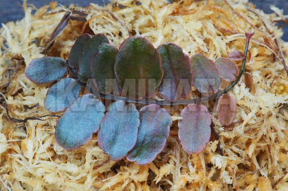 マルクグラヴィア 'Bronze'