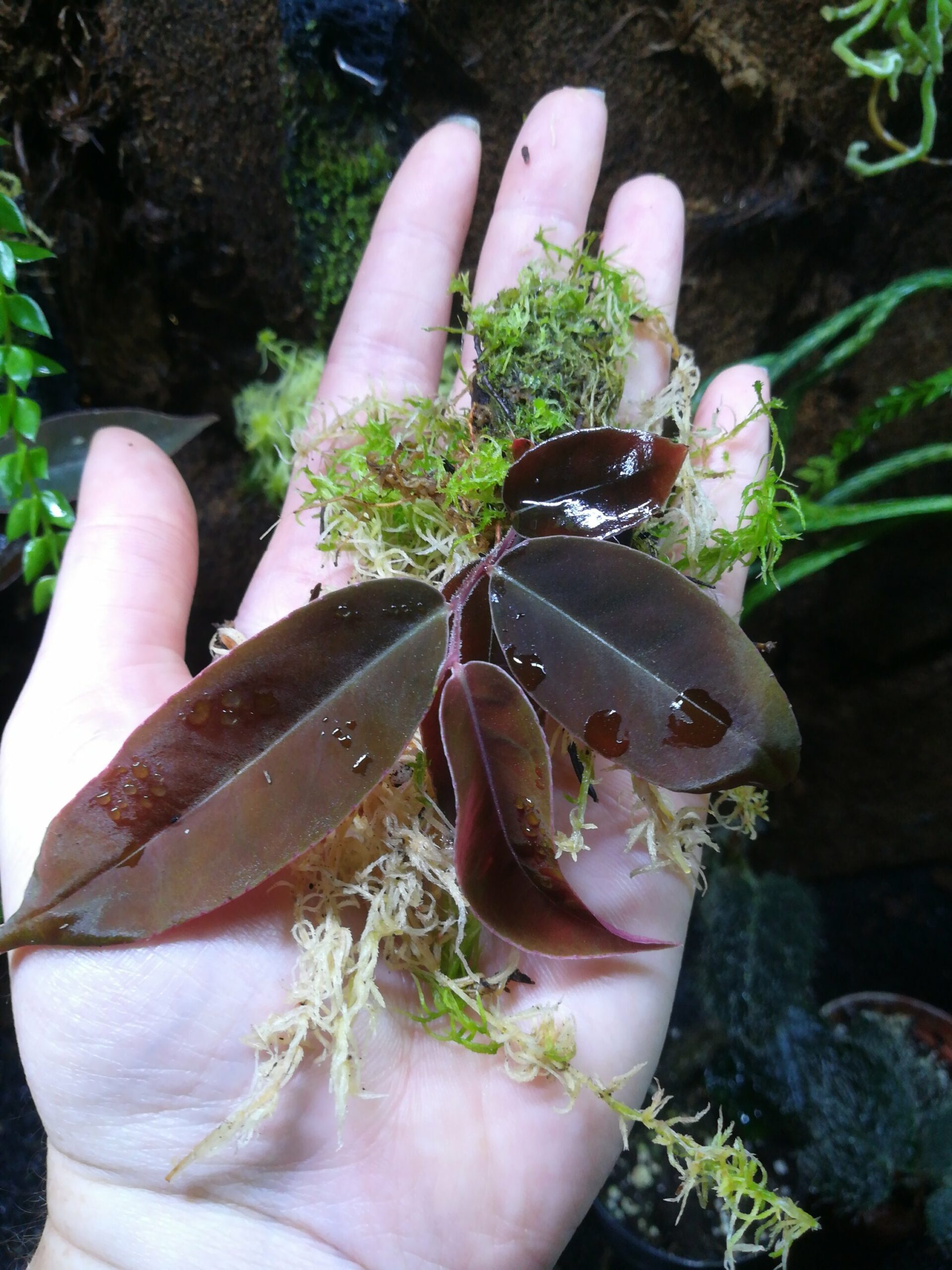 マルクグラヴィア 'El Coca'