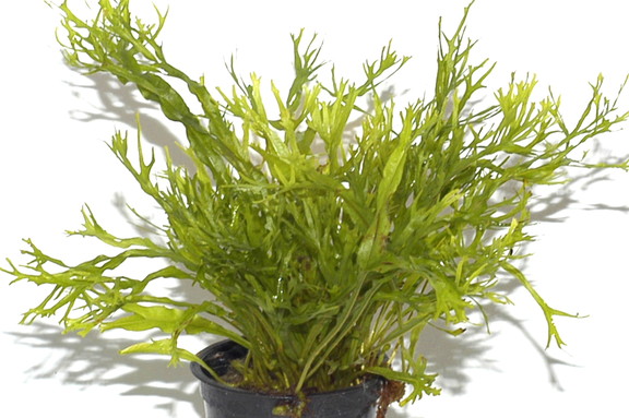 ミクロソリウム ウェンデロフ