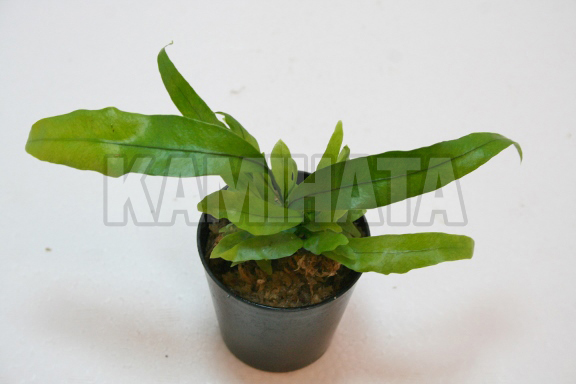 ミクロソリウム ディベルシフォリウム