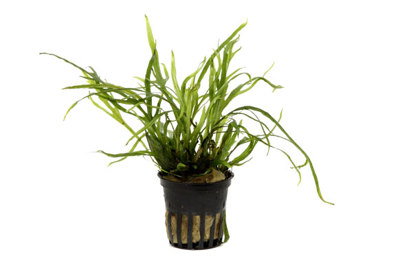 ミクロソリウム トライデント