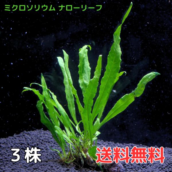 ミクロソリウム ナロー