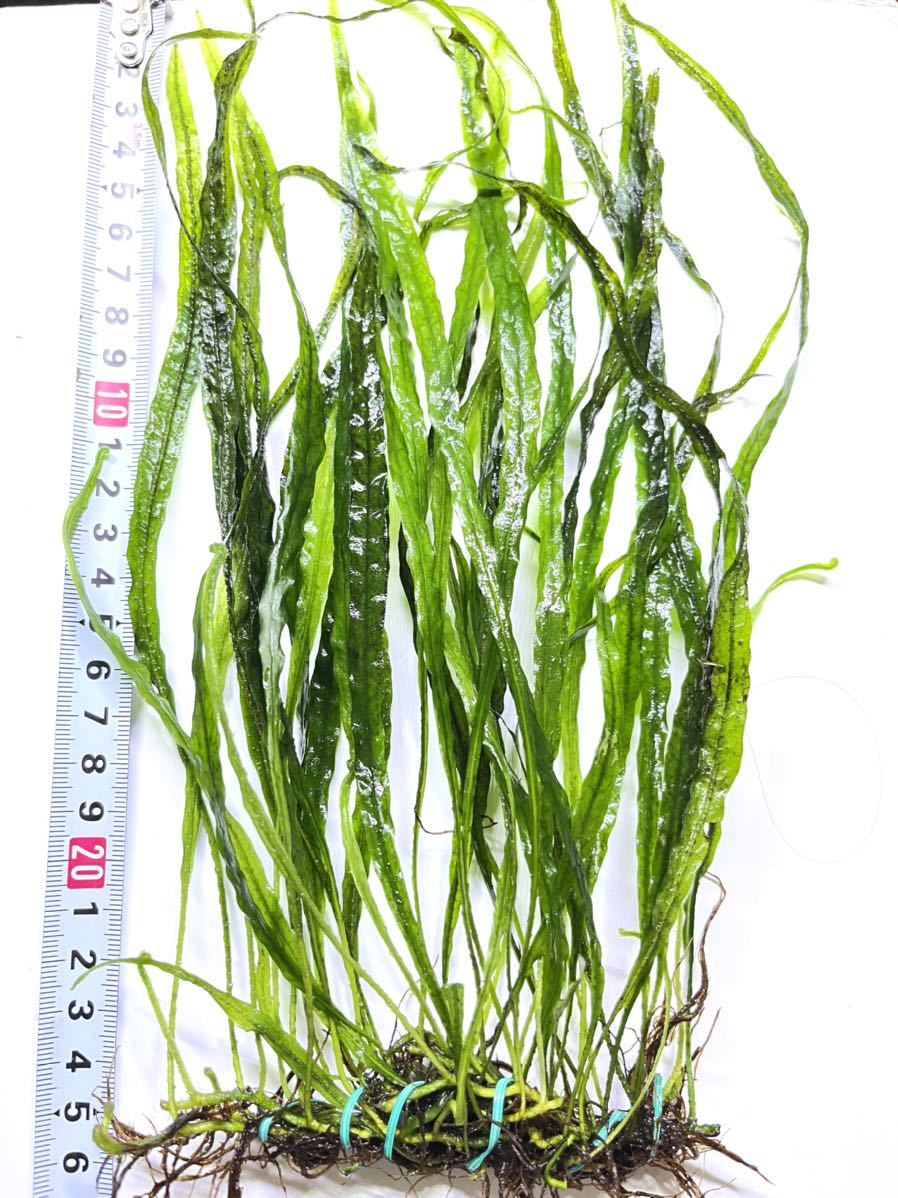 ミクロソリウム ナロー