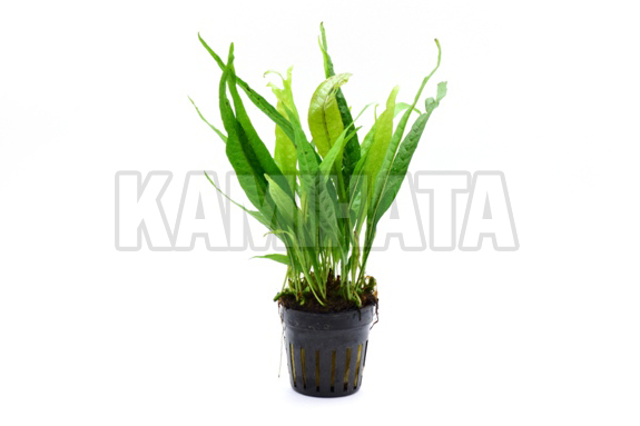 ミクロソリウム プテロ ソフトリーフ