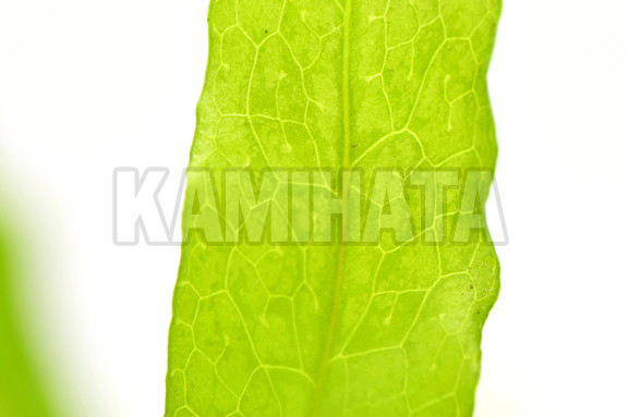 ミクロソリウム プテロ フレーミング