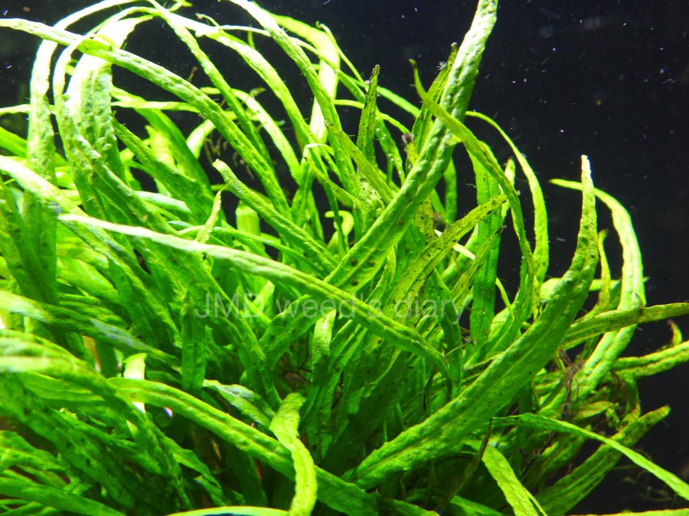 ミクロソリウム プテロ ベントウィング