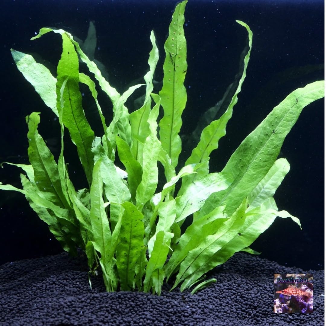 ミクロソリウム プテロプス ナノ