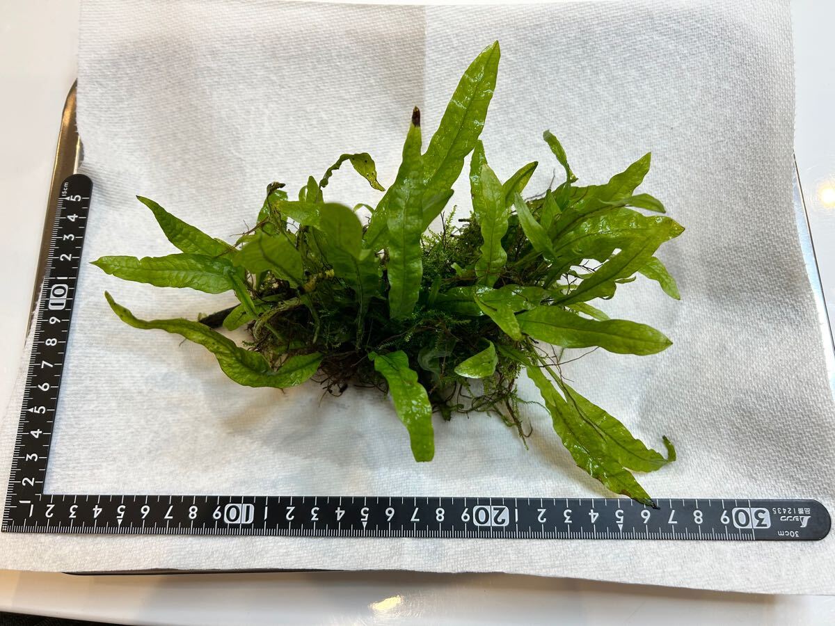 ミクロソリウム プテロプス ナローリーフレッド