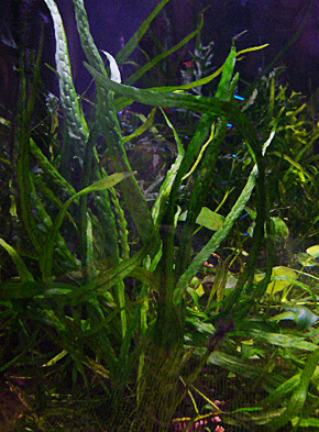 ミクロソリウム プテロプス ナロー