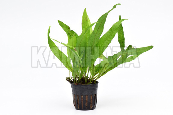 ミクロソリウム プテロプス フィリピン